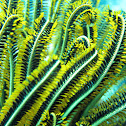 Feather Star