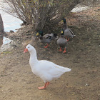 Mallards & a Goose