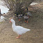 Mallards & a Goose