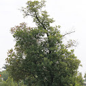 American smoketree