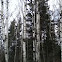 White poplar