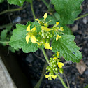 Mustard greens