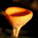 Cup Fungi