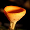 Cup Fungi