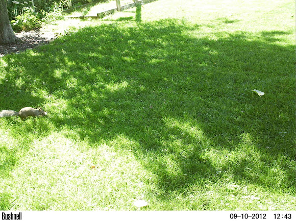 Spotting Image 1