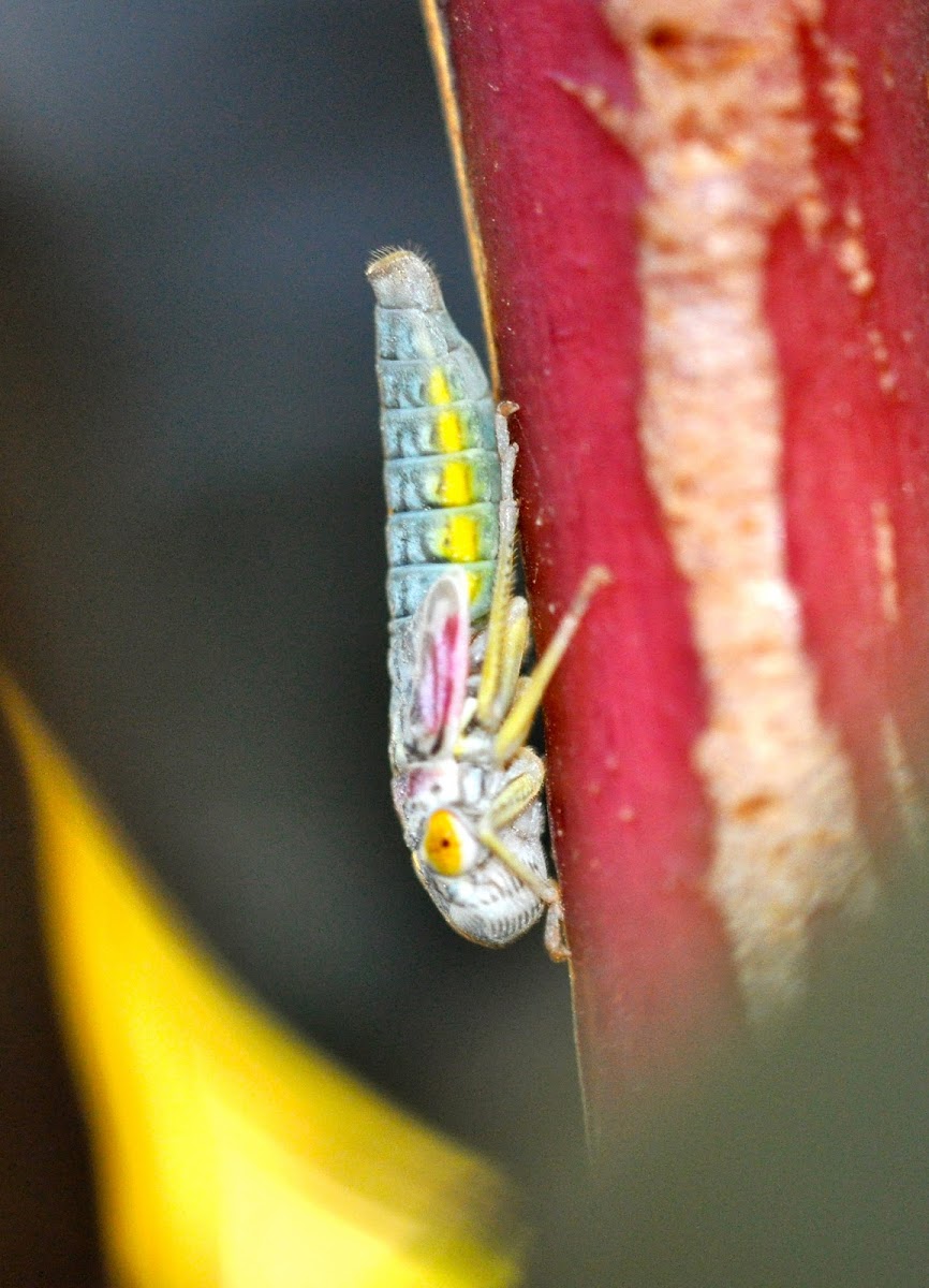 Leafhopper