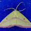 Chickweed Geometer