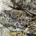 Lichen