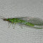 Green Lacewing