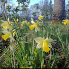 Daffodils
