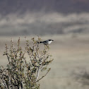 Great Grey Shrike, Northern Grey Shrike, or Northern Shrike