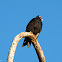 Turkey Vulture