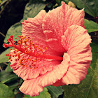 Hibiscus