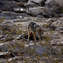 coyote