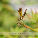 Eastern Amberwing Dragonfly
