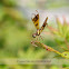 Eastern Amberwing Dragonfly
