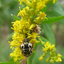 Anchor Stink Bug