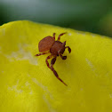 Flower Crab Spider