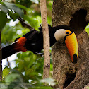 Toco Toucan