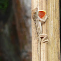 brown anole