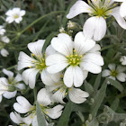 Snow-in-summer