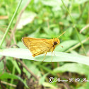 Skipper