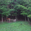White Tailed Deer