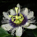 Passion fruit flower