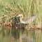 Heron Purple