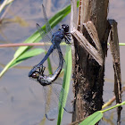 Slaty Skimmer dragonflies (mating pair)