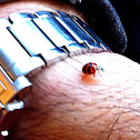 Multicolored Asian Lady Beetle