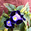 Wishbone Flower