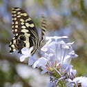 Citrus Swallowtail Butterfly