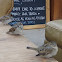 House sparrow