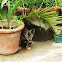 Tabby Cat(Kitten)