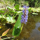 Pickerelweed