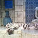 White tiger