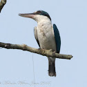Collared Kingfisher