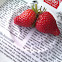 Garden strawberry