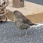 Brown-headed Cowbird (Immature)