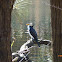 The Little Pied Cormorant