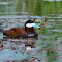 Ruddy Duck