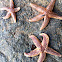 Starfish