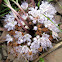 ballhead waterleaf