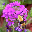 Hummingbird Clearwing moth