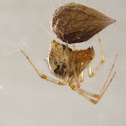 Common House Spider