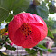 Chinese Lantern  