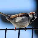 House Sparrow