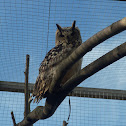 Indian Eagle-Owl