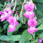 Himalayan balsam